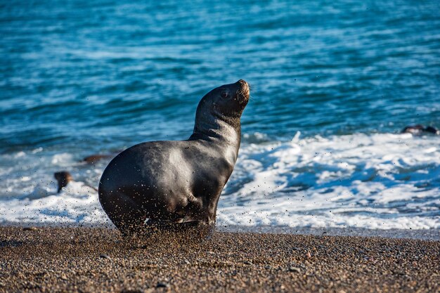 Seelöwe am Strand in Patagonien