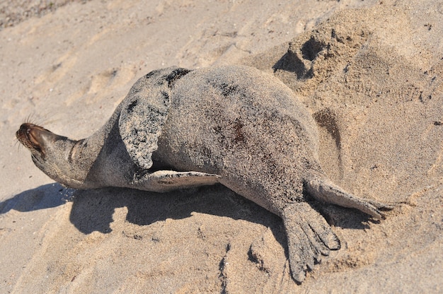 Seelöwe am Strand