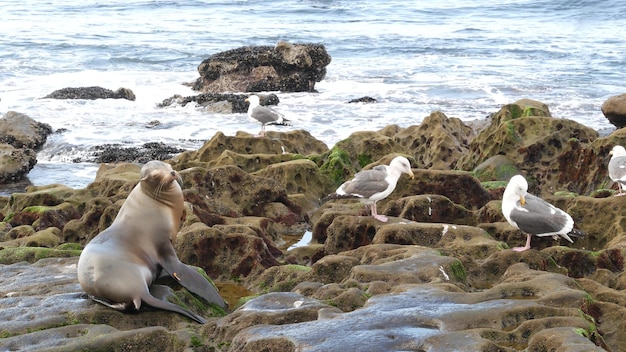 Seelöwe auf dem Felsen. Wildohrrobbe am Meer. Tier am Strand. Meeressäugetier, Kalifornien USA.