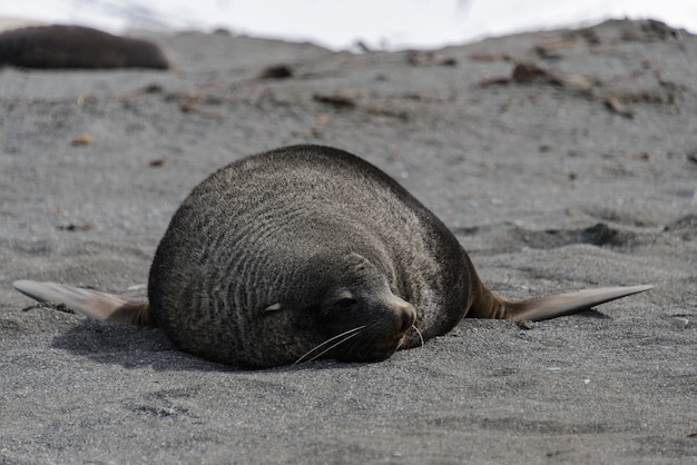 Seelöwe auf See