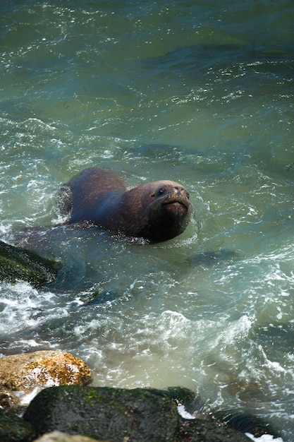 Seelöwe, der im Ozean schwimmt