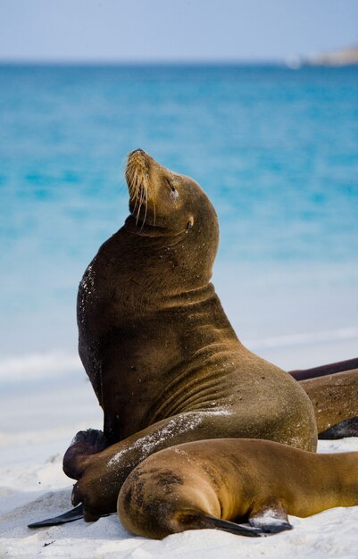 Seelöwe liegt im Sand