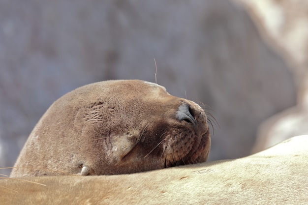 Seelöwe (Otaria Flavescens)