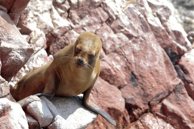 Seelöwe (Otaria Flavescens)