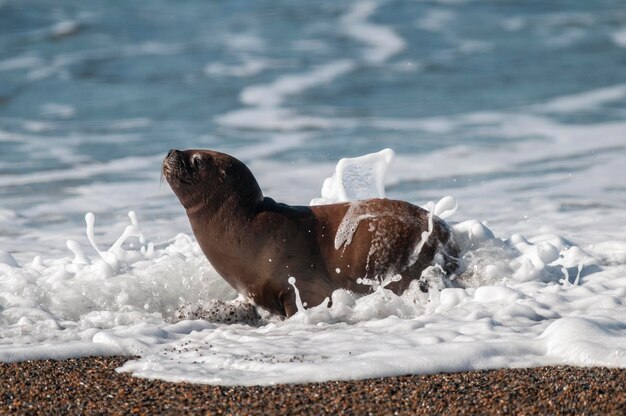 Seelöwe Patagonien Argentinien