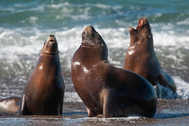 Seelöwe Patagonien Argentinien