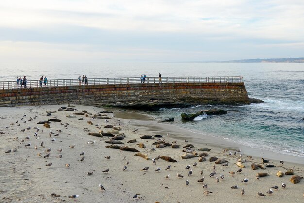 Seelöwen am Strand am Pier