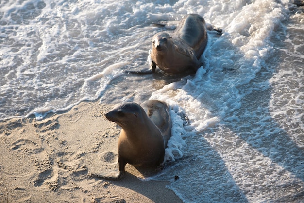 Seelöwen auf den Felsen in San Diego, Kalifornien