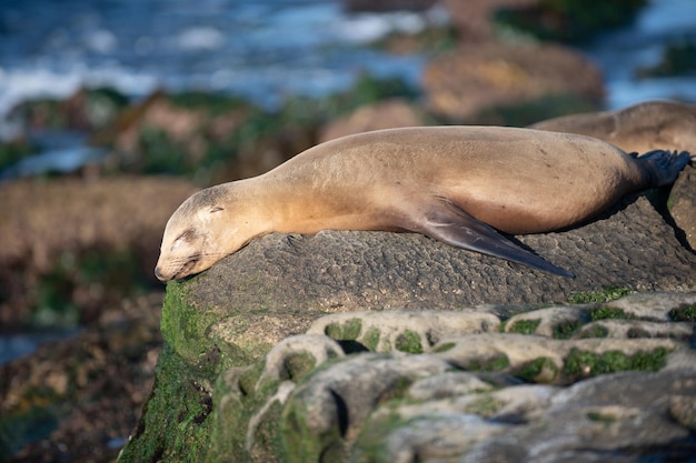 Seelöwen auf den Felsen in San Diego, Kalifornien