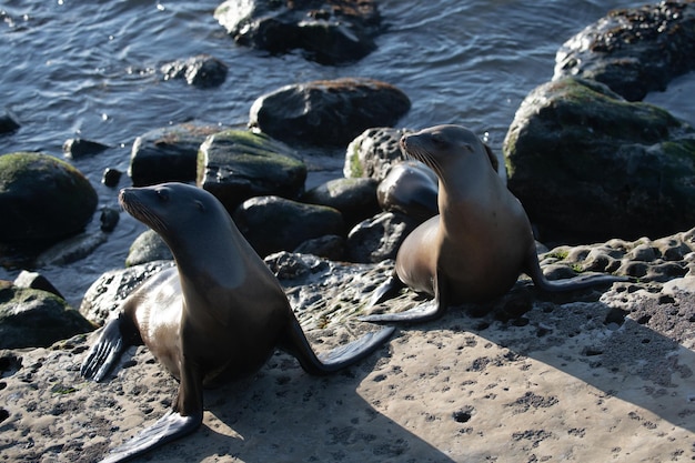 Seelöwen auf den Felsen in San Diego, Kalifornien