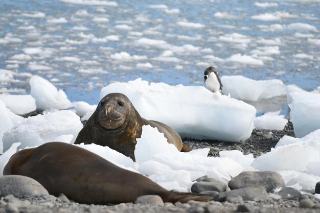 Foto seelöwen im winter am strand