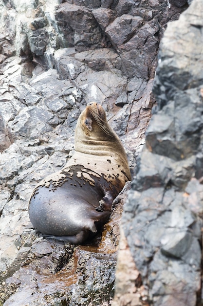 Seelöwen kämpfen um einen Felsen an der peruanischen Küste bei Ballestas Inseln Peru