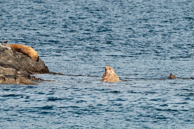 Seelöwen ruhen auf einem Felsen in der Nähe von Whittier, Alaska