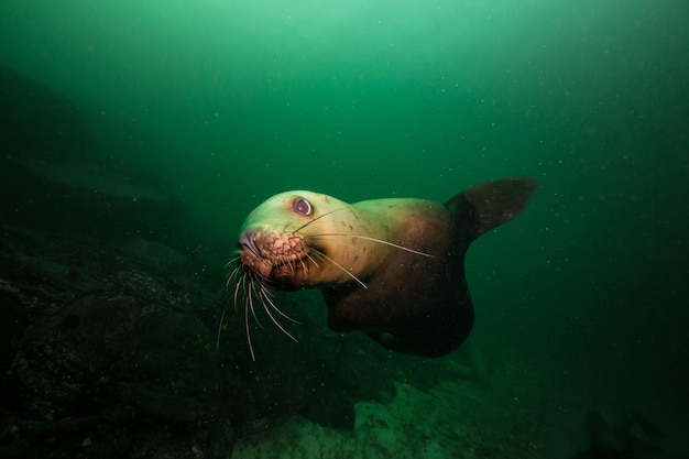 Seelöwen schwimmen im Pazifischen Ozean