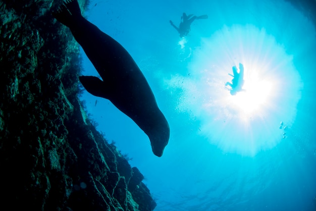 Seelöwenrobbensilhouette unter Wasser beim Tauchen auf Galapagos