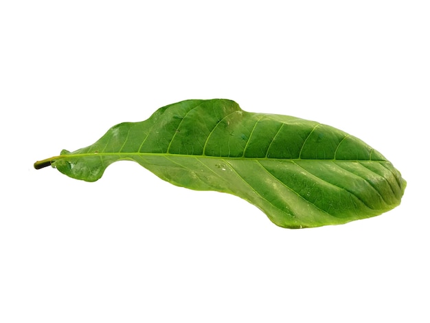 Seemandel oder Terminalia Catappa Blätter isoliert auf weißem Hintergrund Grünes Blatt auf weißem Hintergrund