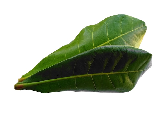 Seemandel oder Terminalia Catappa Blätter isoliert auf weißem Hintergrund Grünes Blatt auf weißem Hintergrund