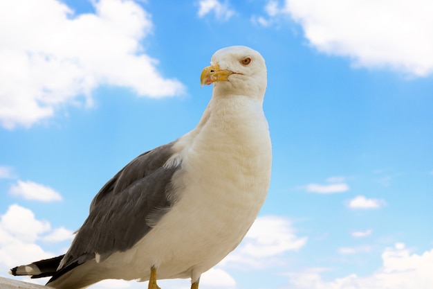 Foto seemöwe auf hintergrund des blauen himmels