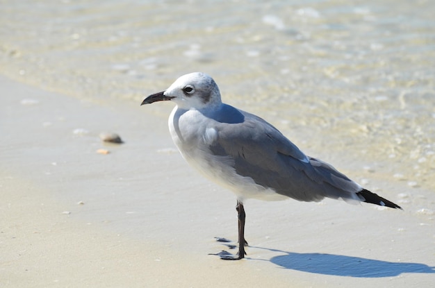 Seemöwe, die auf dem Rand des Wassers in Florida steht.