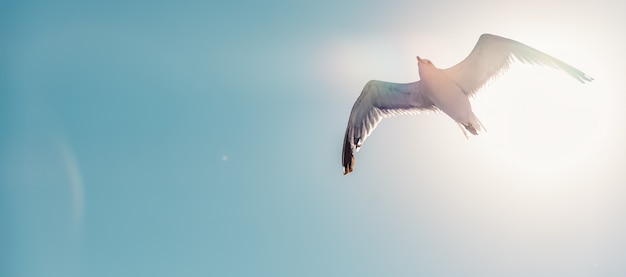 Seemöwe, die im offenen Himmel ansteigt