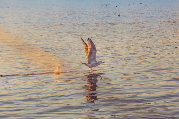 Seemöwe, die oben von der Oberfläche des Wassers fliegt.