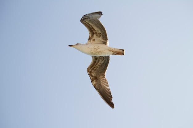 Seemöwe im Flug