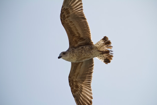 Seemöwe im Flug