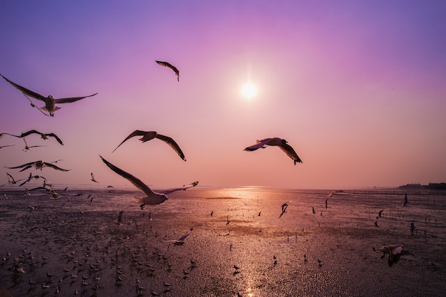 Seemöwe mit Sonnenuntergang auf dem Meer in Bangpu, Thailand