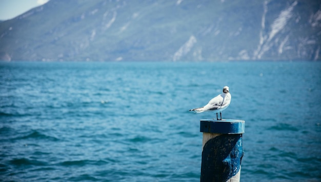 Seemöwe sitzt auf einem blauen Wasser der Bauholznadel im Hintergrund