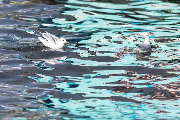 Seemöwe zwei auf dem Wasser