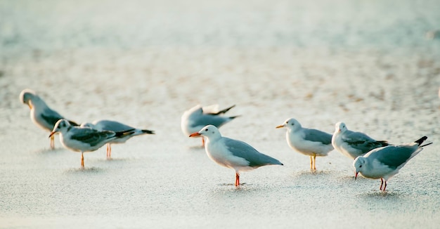 Seemöwen am Wasser