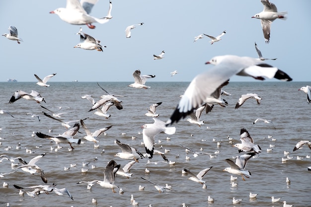 Seemöwen auf blauem Himmel