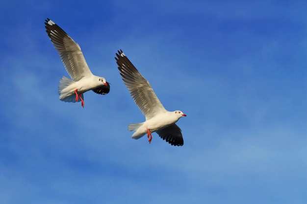 Seemöwen, die in Hintergrund des blauen Himmels fliegen