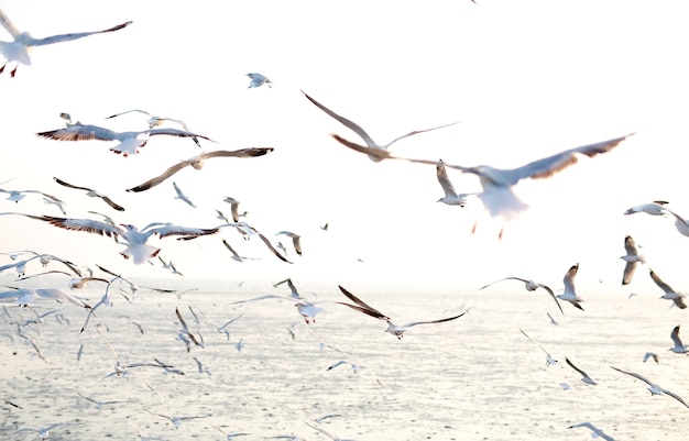 Seemöwen, die Küste, Tiernaturfliegen-Mangrovenwald den Strandabend fliegen