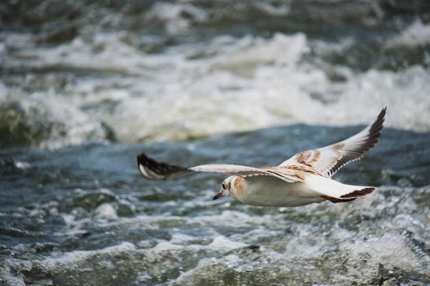 Seemöwenküken, das über Wasser schwebt