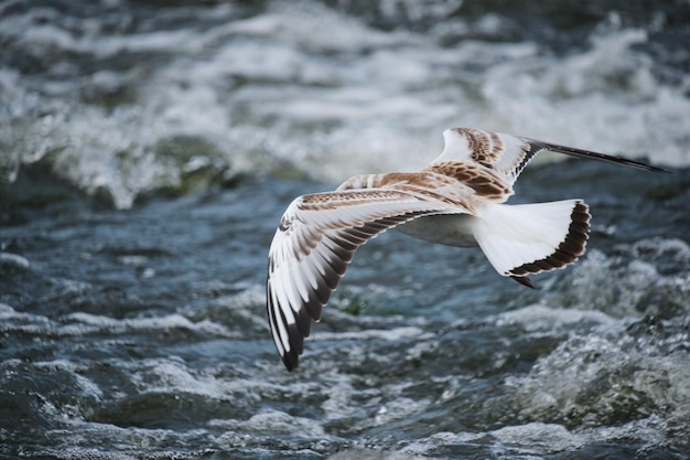 Seemöwenküken, das über Wasser schwebt