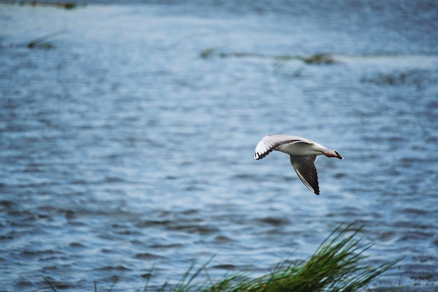 Seemöwenküken, das über Wasser schwebt