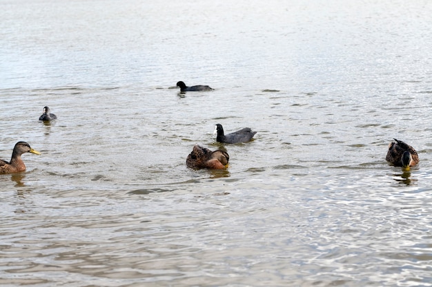 Seen- und Flussgebiet mit dort lebenden Vögeln und Enten, wandernde Wildenten in europäischen Seen, Osteuropa mit Wildentenvögeln