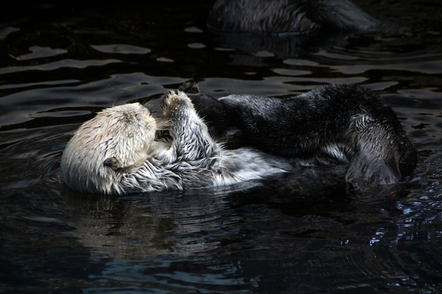 Seeotter (Enhydra lutris)