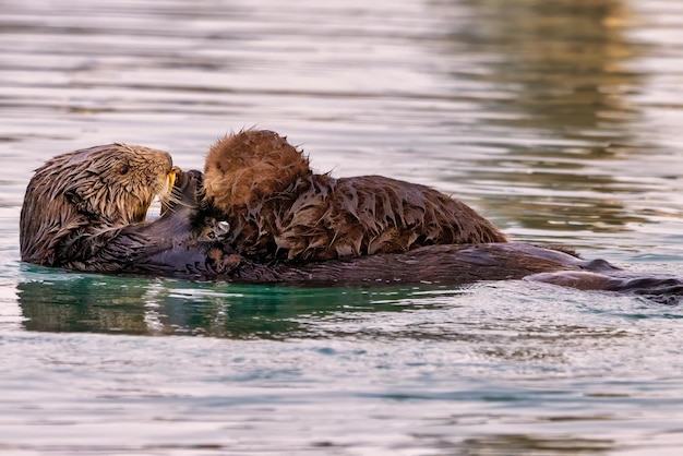 Seeotter mit dem neugeborenen Welpen Homer Alaska