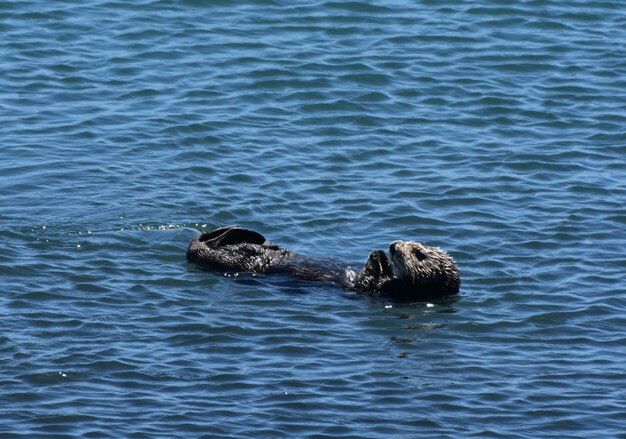 Seeotter schwimmt in Morro Bay, Kalifornien.