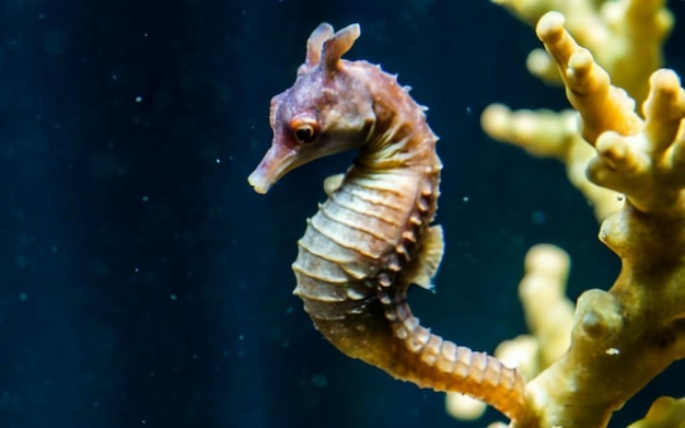 Seepferdchen schwimmt in ruhigem Wasser