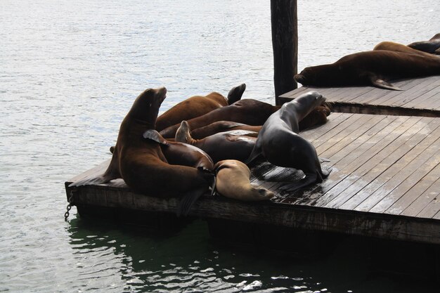 Seerobben liegen bei sonnigem Wetter am Pier 39 in San Francisco, USA