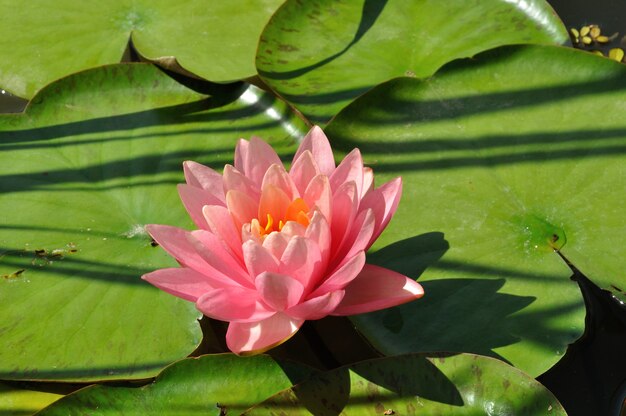 Seerose blüht in einem Teich