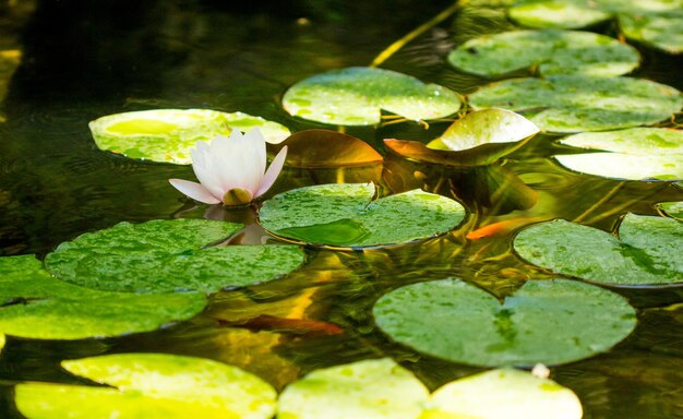 Seerose Blume oder Lotusblume