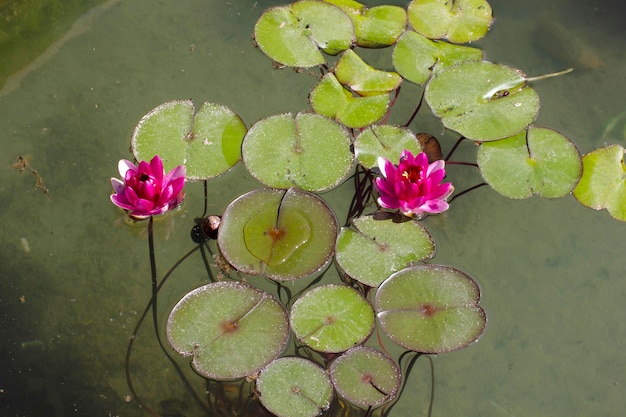 Seerose-Blume Schöne rosa Lotosblume