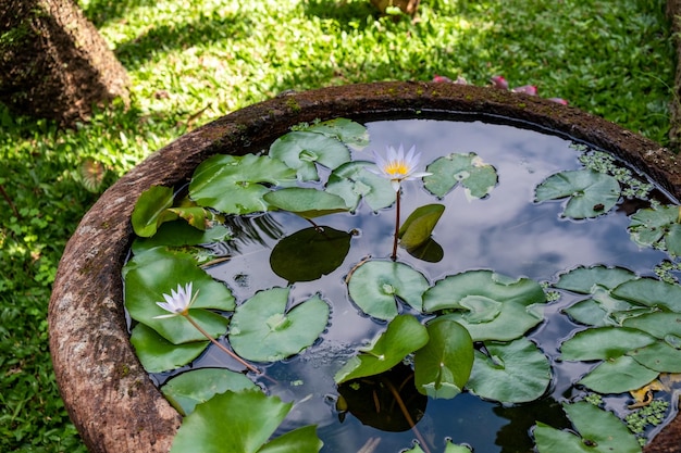 Seerose im Gartenteich Bali