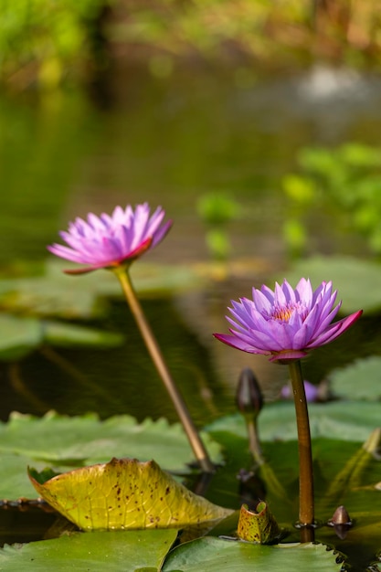 Seerose im Teich