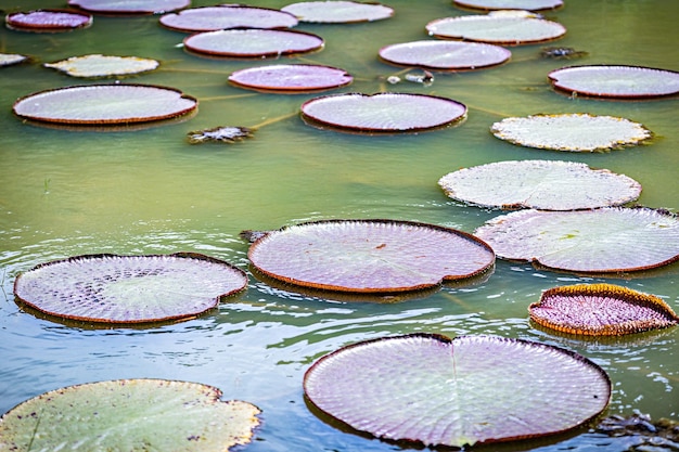 Seerose im Teich