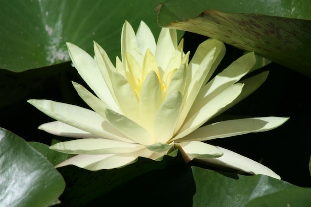 Seerose im Teich